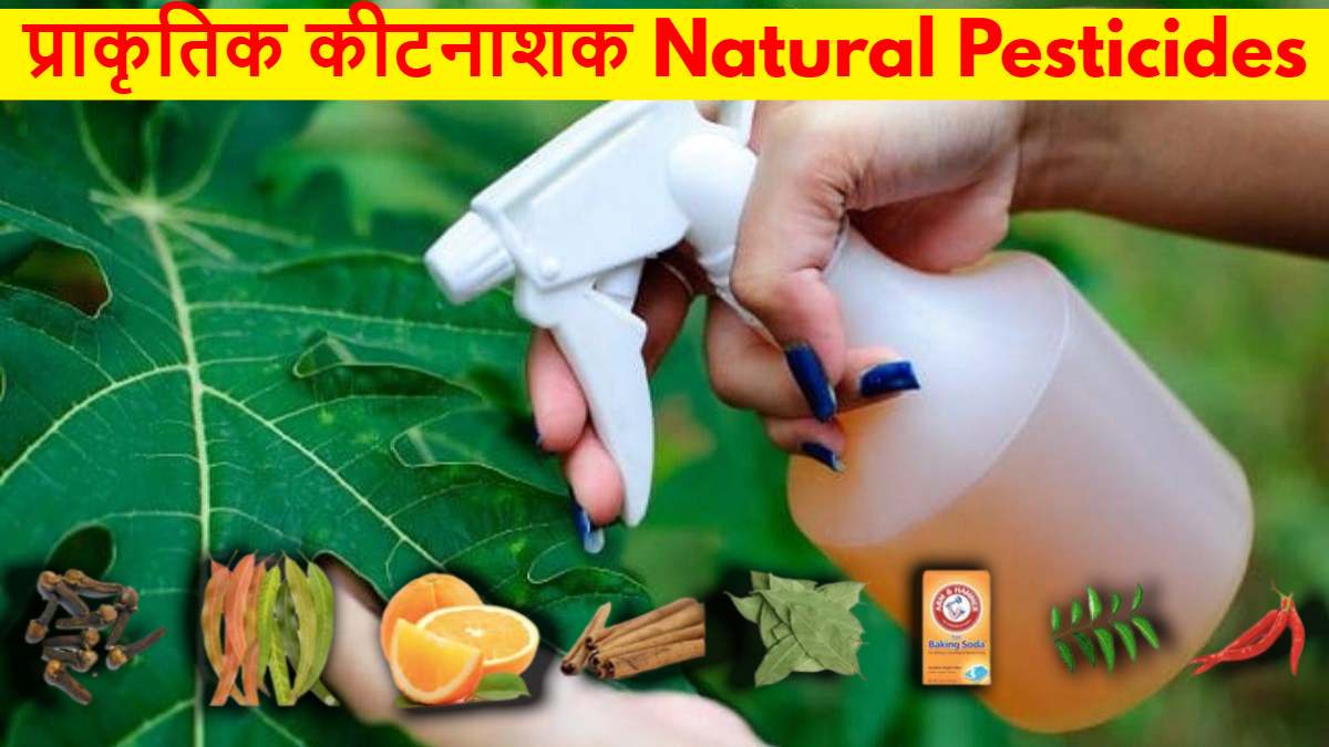 Homemade Natural Pesticides: घर पर बनाएं प्राकृतिक कीटनाशक, बिना केमिकल के बचाएं फसल…