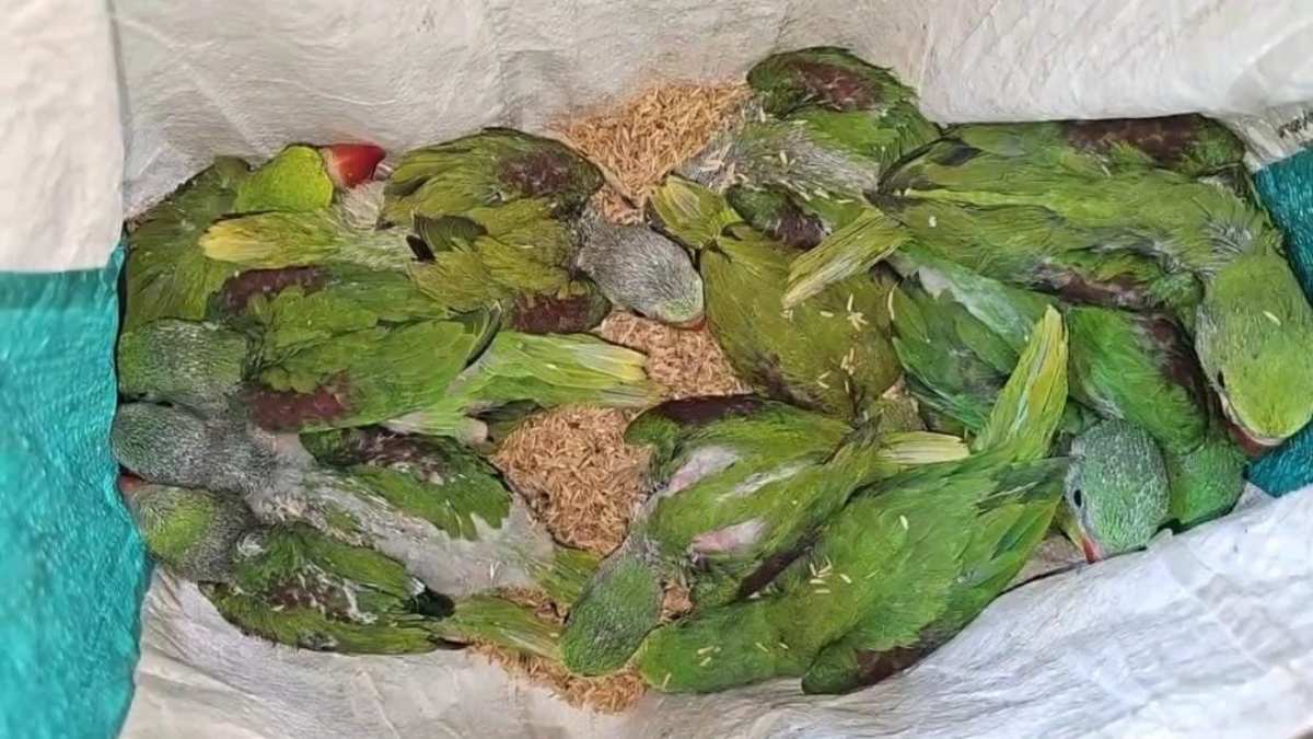 BREAKING NEWS: वन विभाग की बड़ी कार्रवाई, 26 तोते के साथ आरोपी गिरफ्तार