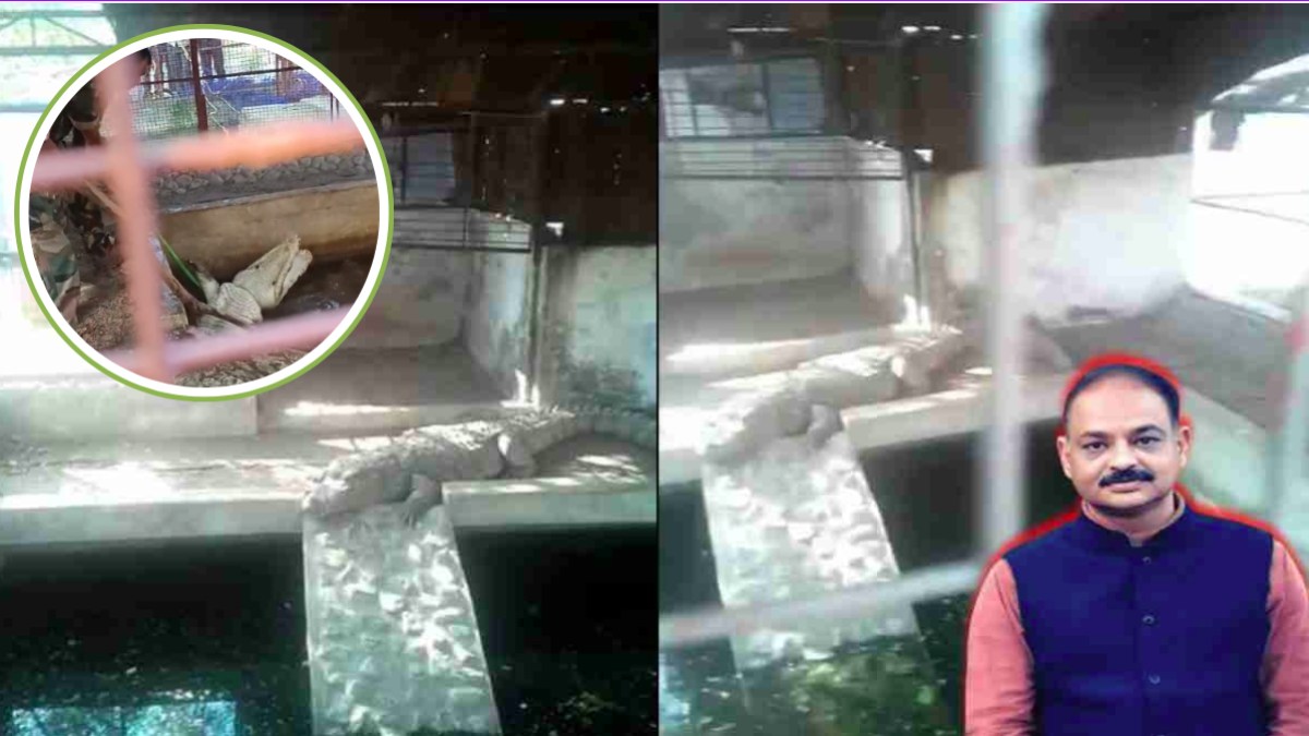 पूर्व विधायक हरवंश सिंह राठौर के घर में 3 नहीं 4 मगरमच्छ: वन विभाग ने 2 का किया रेस्क्यू, आज 2 और को कब्जे में लेगी टीम, छापे में मिले थे बेनामी संपत्ति के दस्तावेज