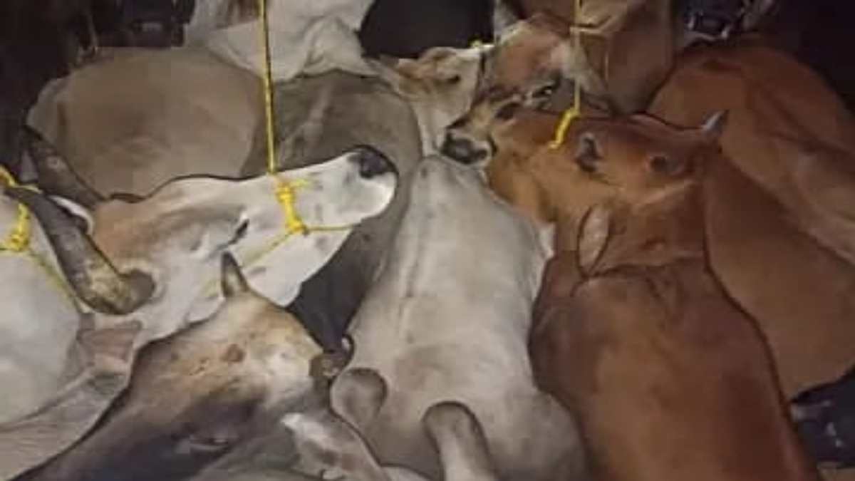 मवेशी तस्करों के खिलाफ पुलिस की बड़ी कार्यवाही 36 मवेशियों को किया गया रेस्क्यू…