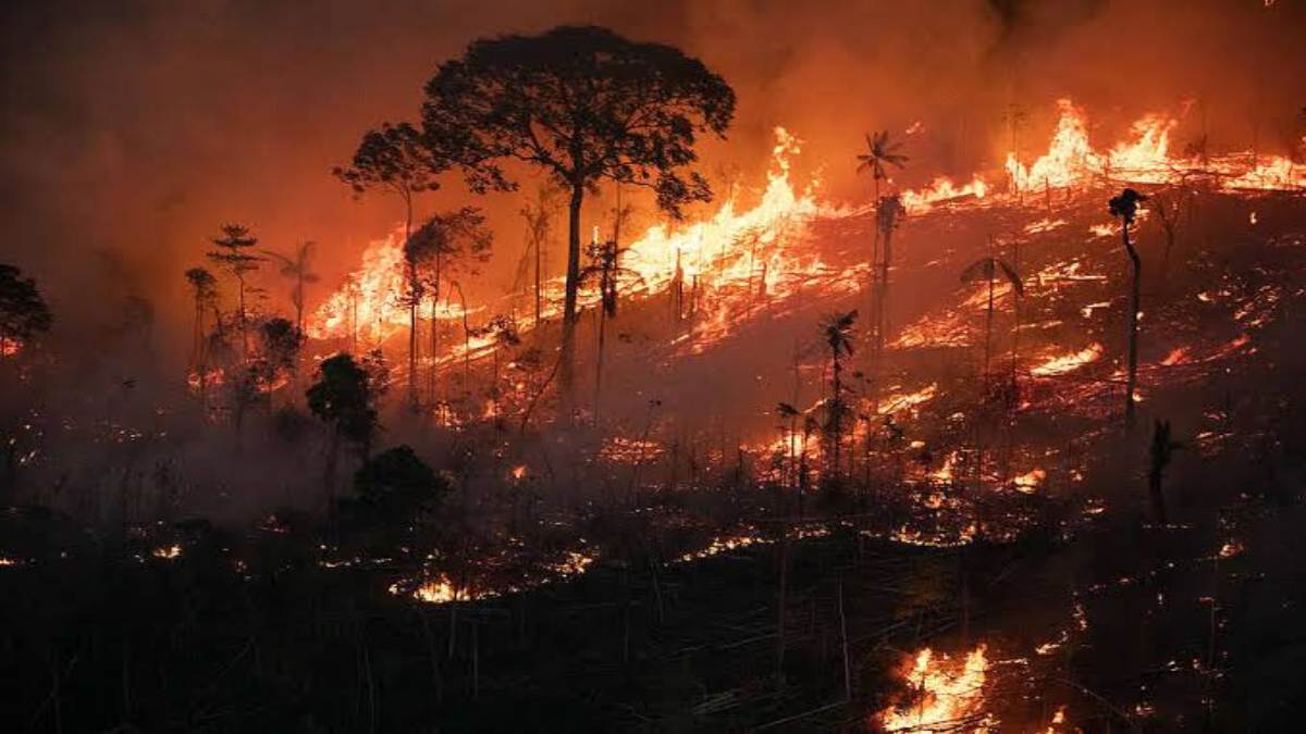 Odisha News: जंगलों में आग से निपटने में AI तकनीक की मदद लेगा ओडिशा, प्रदेश के वनों में लगाए गए नये टेक्नॉलॉजी के कैमरे