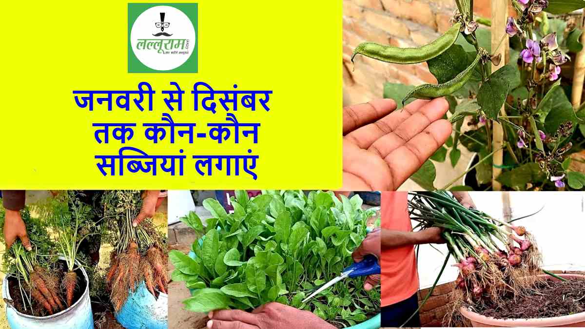 Vegetable Garden Year Plan: किचन गार्डन में जनवरी से ​दिसंबर तक कौन-कौन सी सब्जियां लगा सकते है…