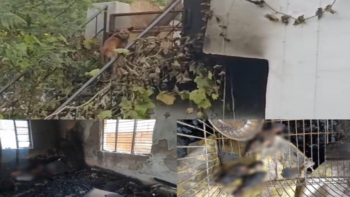 बड़ा हादसा: आग में जलकर 12 कुत्ते की मौत, डॉग लवर का आरोप आग लगी नहीं लगाई गई