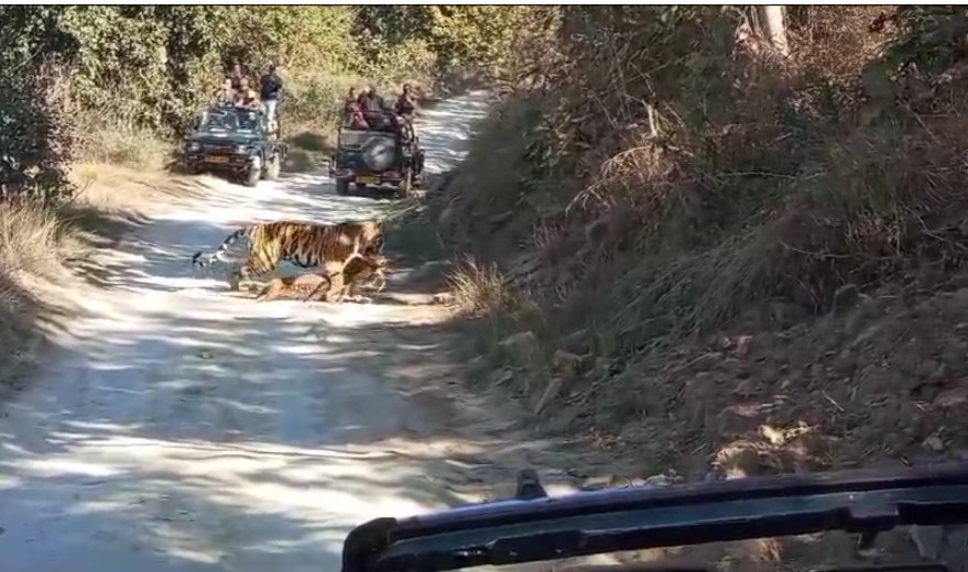 पन्ना टाइगर रिजर्व में दिखा अनोखा नजारा: फेमस बाघिन पी-141 ने पर्यटकों के सामने किया हिरण का शिकार, लोगों के छूटे पसीने
