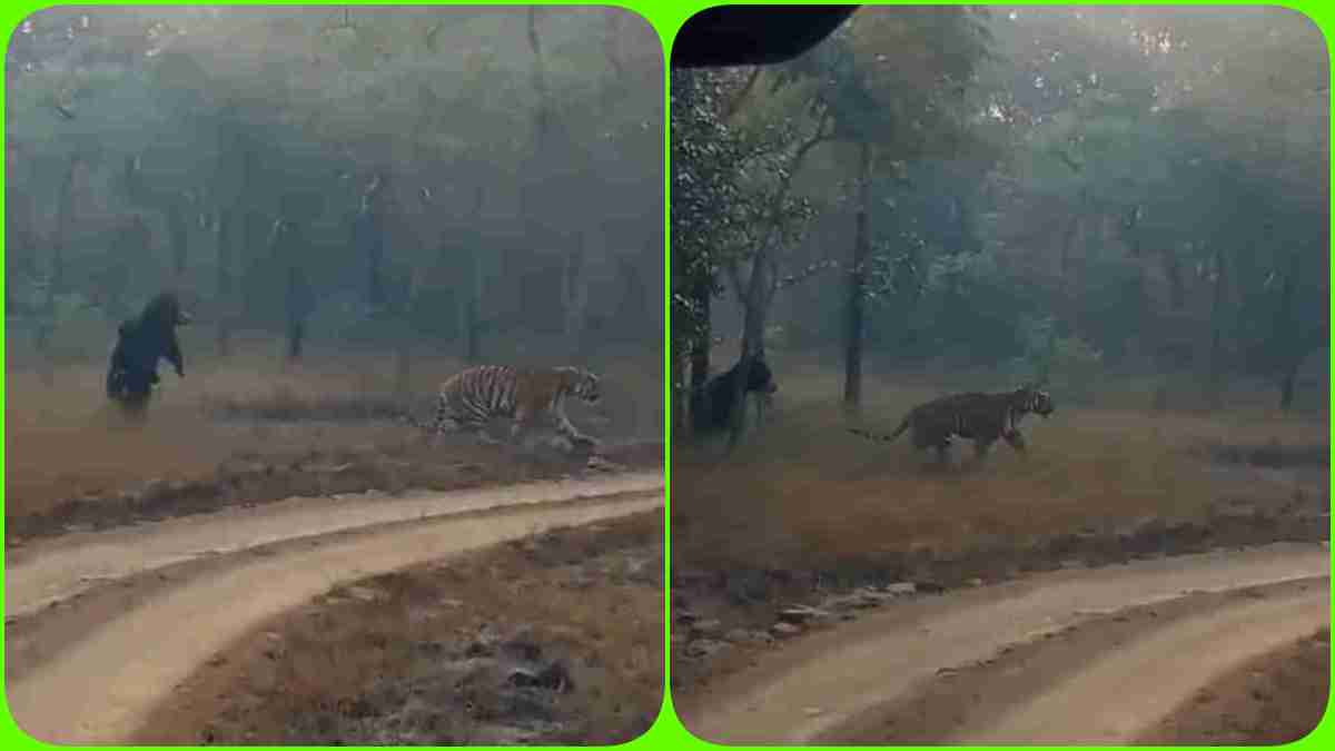 टाइगर बना भीगी बिल्ली! भालू ने दौड़ाया तो दुम दबाकर भागा चीता, नजारा देख पर्यटक हुए रोमांचित