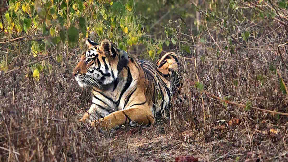 ज्वालेश्वर मंदिर के आस-पास मंडरा रही बाघिन, गाय का शिकार करते हुए वीडियो आया सामने…