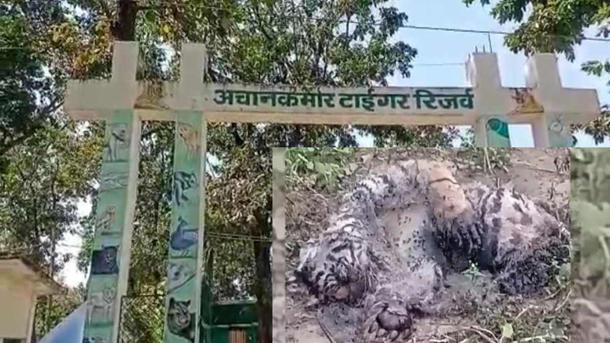 बड़ी खबर : अचानकमार टाइगर रिजर्व में बाघिन की हुई मौत, वन विभाग में मचा हड़ंकप, पीएम रिपोर्ट आने के बाद होगा खुलासा 