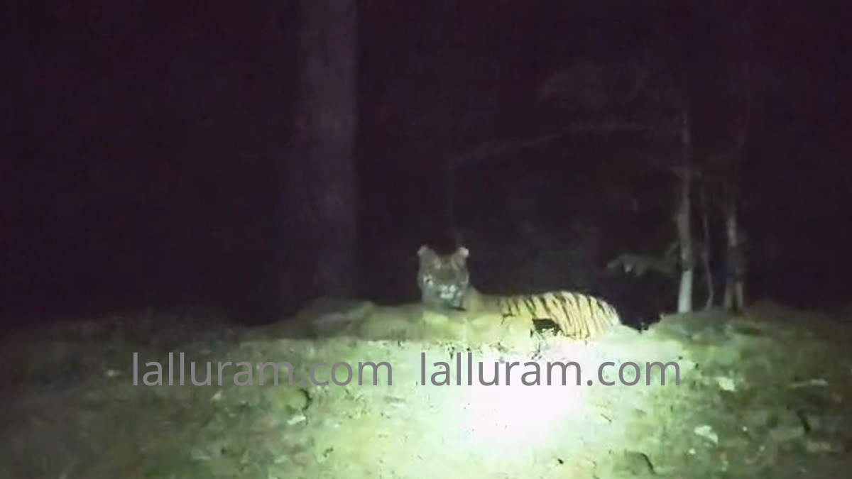 Exclusive Video : बिलासपुर-मरवाही वनमंडल की सीमा में दिखी बाघिन, इंसानी आबादी के करीब होने से बढ़ी वन विभाग की चिंता…