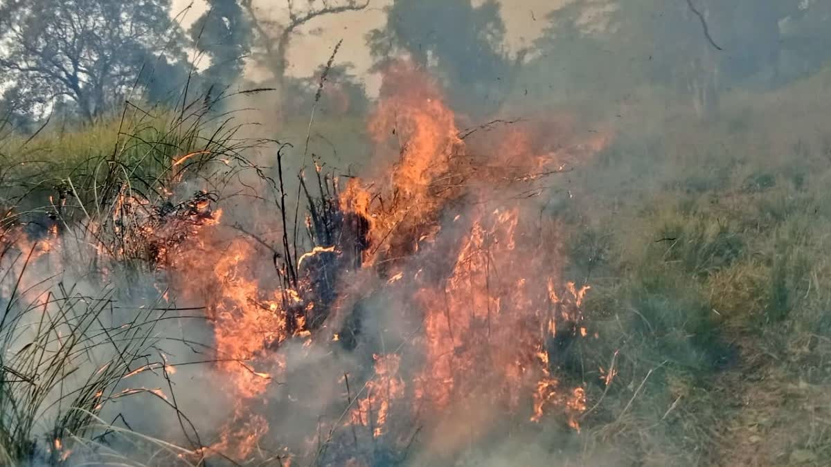 वाल्मीकि टाइगर रिजर्व में आग लगने से भारी नुकसान, जंगली जीव-जंतुओं के जीवन पर मंडराया संकट