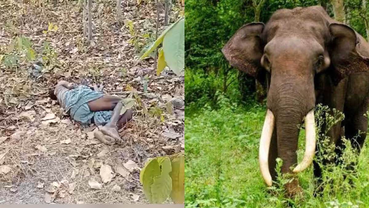 CG News : हाथी के हमले से ग्रामीण की मौत, गांव में दहशत का माहौल 