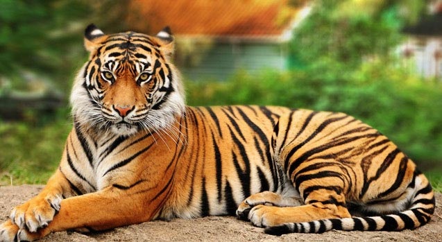 Odisha News: ओडिशा के अठगढ़ में बाघ का आतंक, ग्रामीणों ने वन विभाग से मांगी मदद