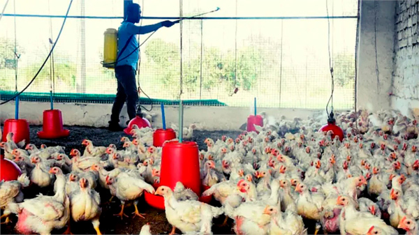 Bird-Flu: महाराष्ट्र में तेजी से पैर पसार रहा बर्ड फ्लू, पोल्ट्री फार्म में मुर्गियों की मौत, अलर्ट जोन घोषित