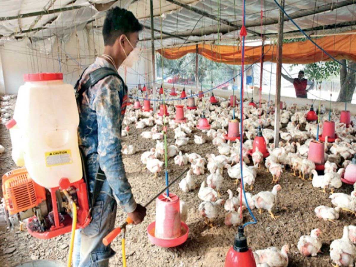 झारखंड में भी बर्ड फ्लू की दस्तक, मुर्गियां, बटेर समेत 100 से अधिक पक्षियों की मौत