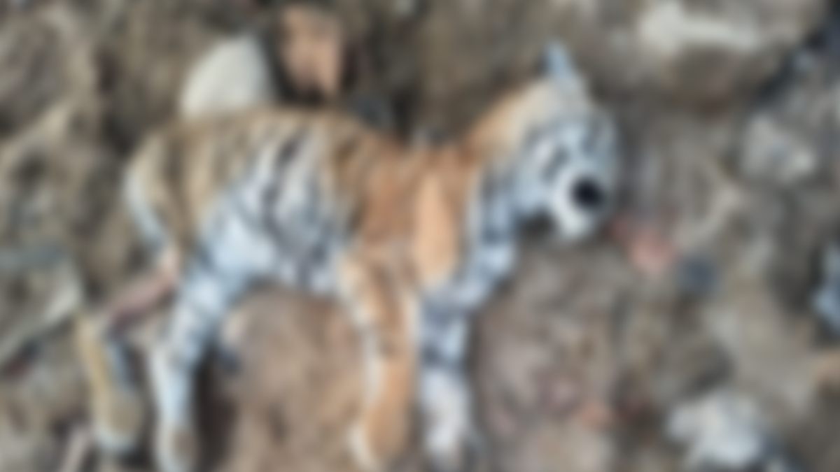 पेंच टाइगर रिजर्व में मिला बाघ शावक का शव, भूख-प्यास से मौत की आशंका, जांच में जुटा प्रबंधन  