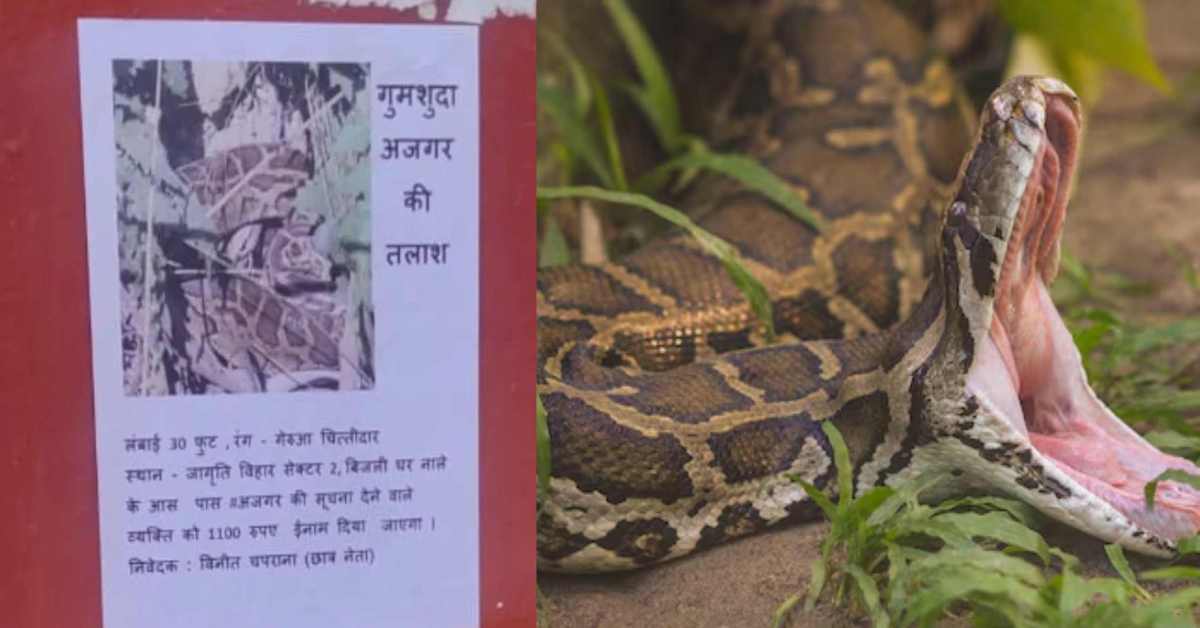 जरा संभलकर… आगे अजगर घूम रहा है! 30 फीट लंबे सांप को खोजने शहर में लगाए गए पोस्टर, सूचना देने वाले को मिलेगा इनाम