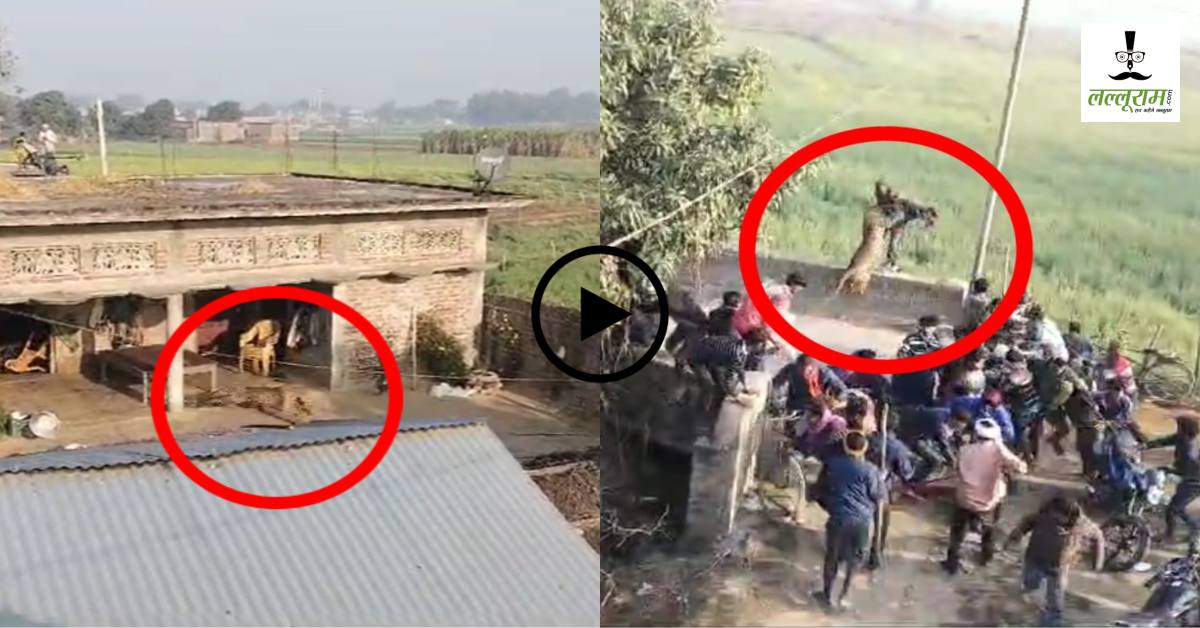 भागो भागो तेंदुआ आया… गांव में तेंदुए के घुसने से मची अफरा-तफरी, हाका लगा रहे ग्रामीण पर किया हमला, तीन गंभीर रूप से घायल