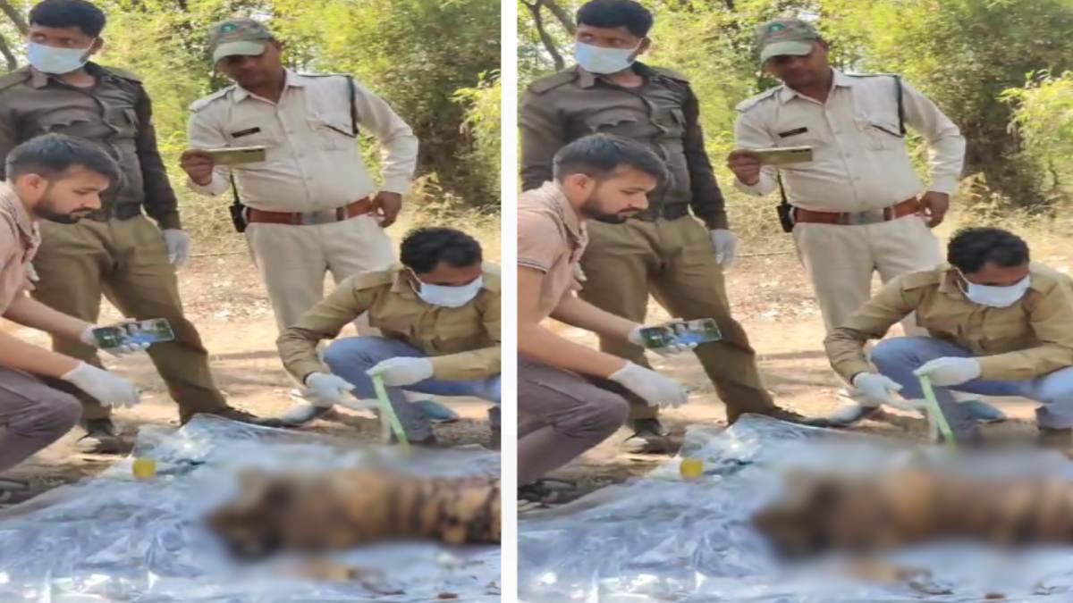 Umaria News: बांधवगढ़ टाइगर रिजर्व में बाघ शावक का मिला शव, दूसरे टाइगर से संघर्ष में गई जान