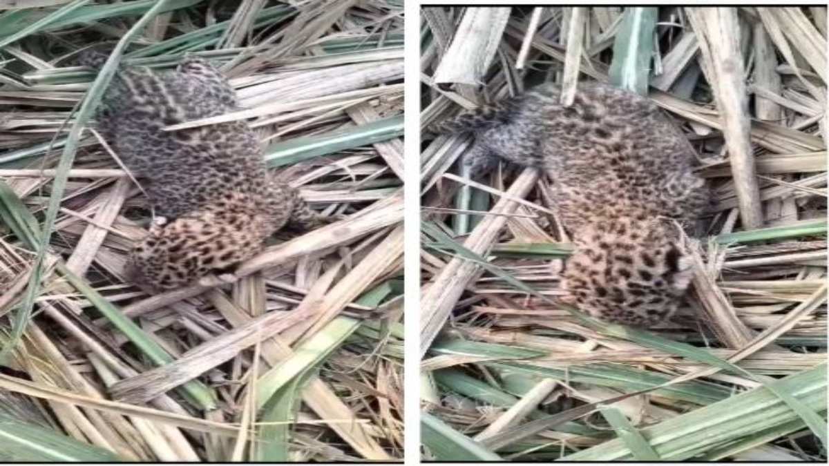 पेंच नेशनल पार्क: बाघ और तेंदुआ के कुनबे में इजाफा, गन्ने के खेत में मादा तेंदुए ने शावक को दिया जन्म