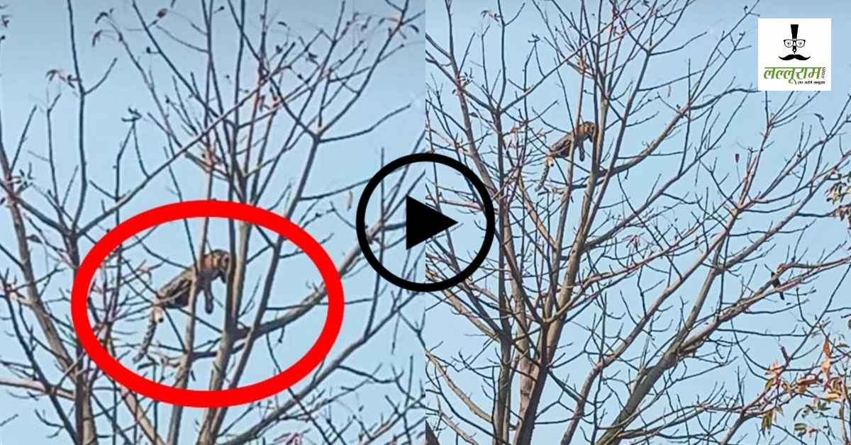 सेमल के पेड़ पर तेंदुए की मस्ती, कैमरे में कैद करने उमड़ी ग्रामीणों की भीड़