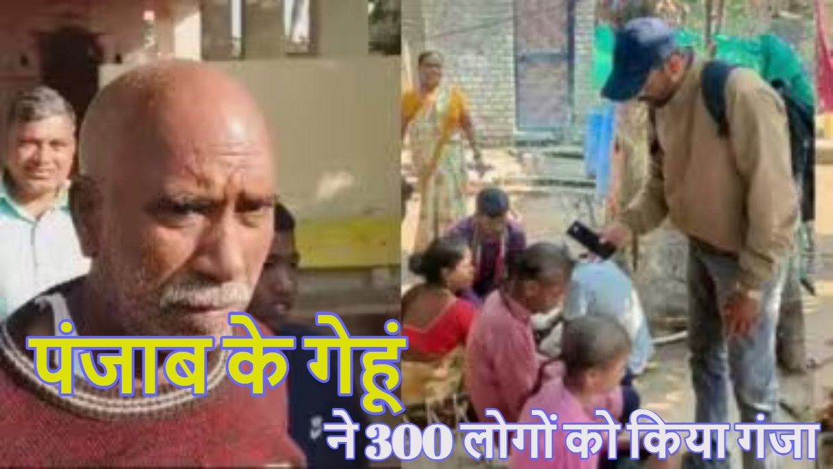 पंजाब का गेहूं खाने से गंजे हो गए महाराष्ट्र के 15 गांवों के लोग, 2 महीने में 300 से अधिक लोगों के झड़ गए बाल, जांच में हुए कई चौंकाने वाले खुलासे