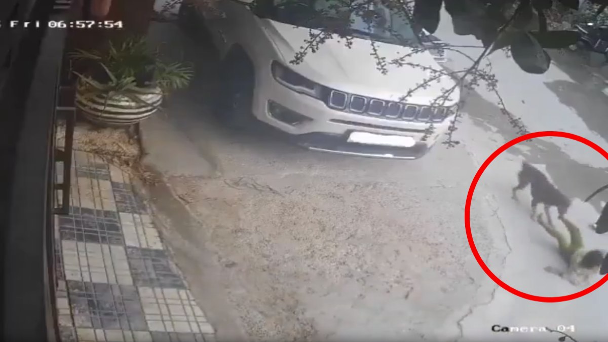 घर के बाहर खेल रही मासूम पर कुत्तों का हमला, नोंच-नोंच कर पेट में किया घाव, मां की सूझबूझ से बची बच्ची की जान, देंखे VIDEO