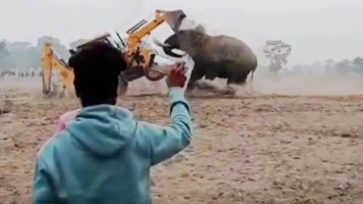 JCB और हाथी के बीच जबरदस्त लड़ाई का वीडियो, गजराज ने जेसीबी मशीन को कई फीट ऊपर उठाकर पटका, Watch Video