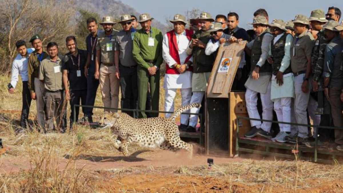 Kuno National Park: चीता संवर्द्धन की ओर एक और बड़ा कदम! मादा चीता ज्वाला और उसके 4 शावकों को खुले जंगल में छोड़ा जाएगा