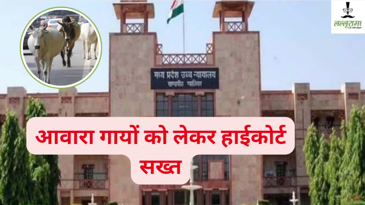 MP में आवारा गायों को लेकर हाईकोर्ट सख्त: 13 जिलों के कलेक्टर्स समेत केंद्र और राज्य सरकार को जारी किया नोटिस, दिए ये निर्देश