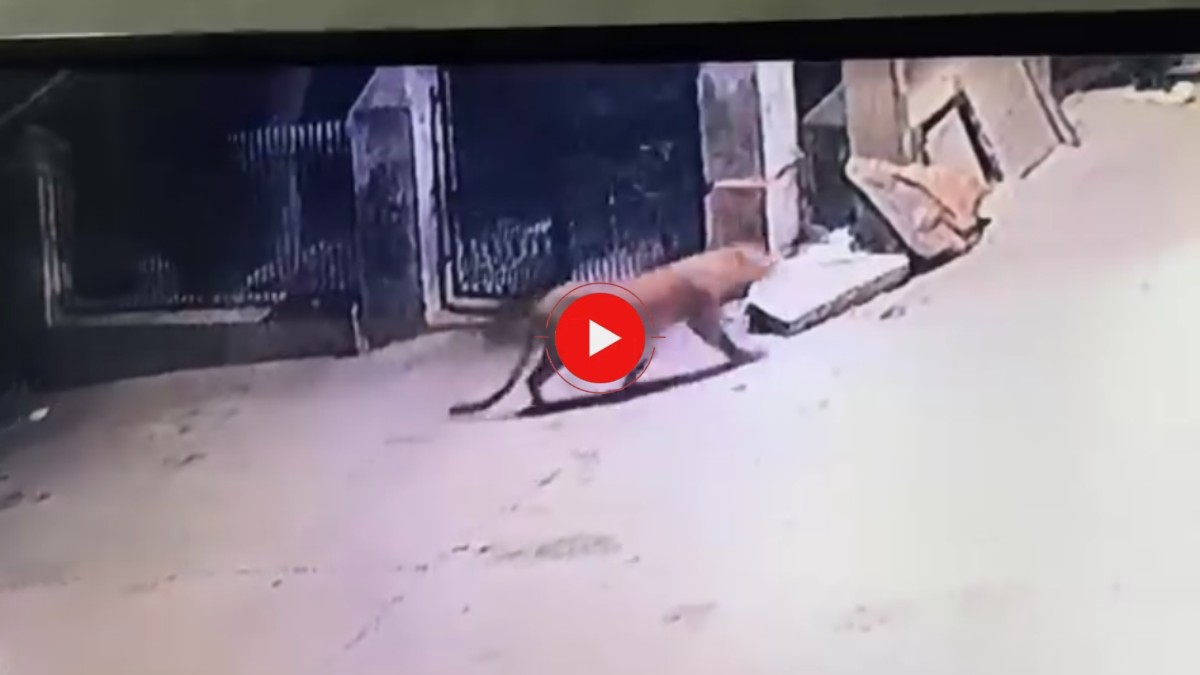 पूर्व मंत्री के घर के बाहर दिखा तेंदुआ, CCTV में कैद, शहर में फैली दहशत