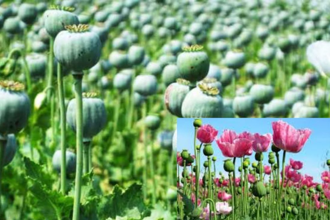 Opium: झारखंड में अफीम की खेती के खिलाफ पुलिस की ताबड़तोड़ कार्रवाई, 125 करोड़ से ज्यादा की अफीम फसल को रौंदी, 86 गिरफ्तार