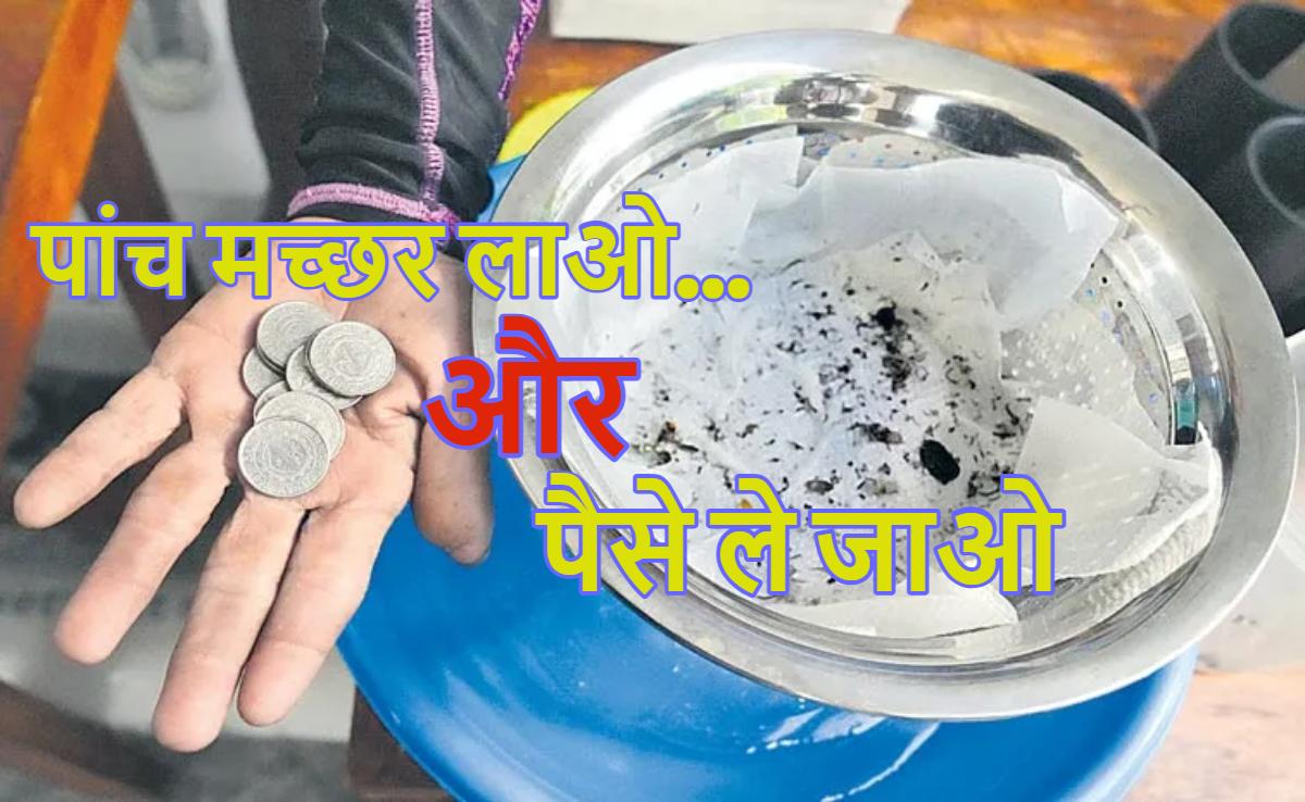 जिंदा या मुर्दा… 5 मच्छर लाओ, इनाम पाओः इस देश में शुरू हुई ये अजीबोगरीब मुहिम, जानें क्या है इसके पीछे का कारण
