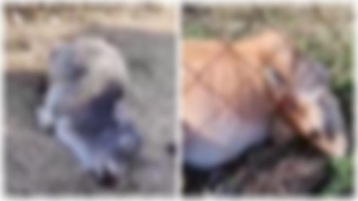 प्रशासन की लापरवाही ने ली 6 गायों की जान: मुख्यमंत्री कन्या विवाह योजना का बचा भोजन जमीन पर फेंका, खाने से गोवंशों की मौत   