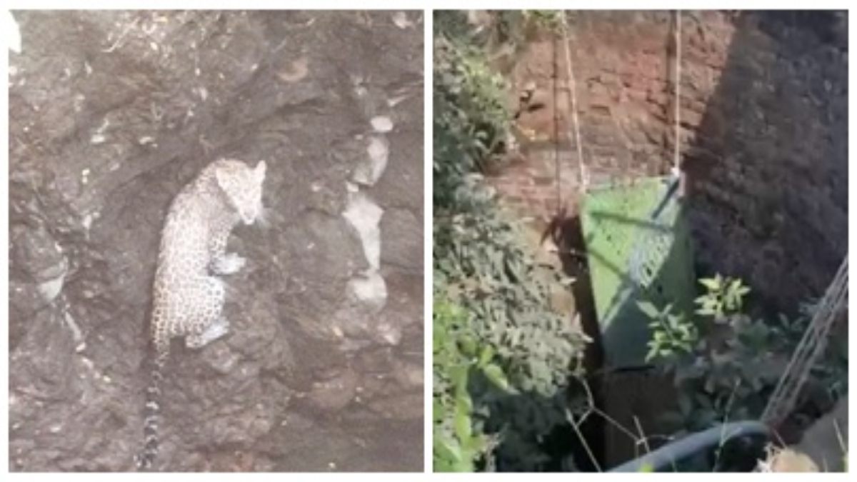 Wild animals: कुएं में गिरा तेंदुए का शावक, वन विभाग ने खाट के सहारे रेस्क्यू कर निकाला बाहर 