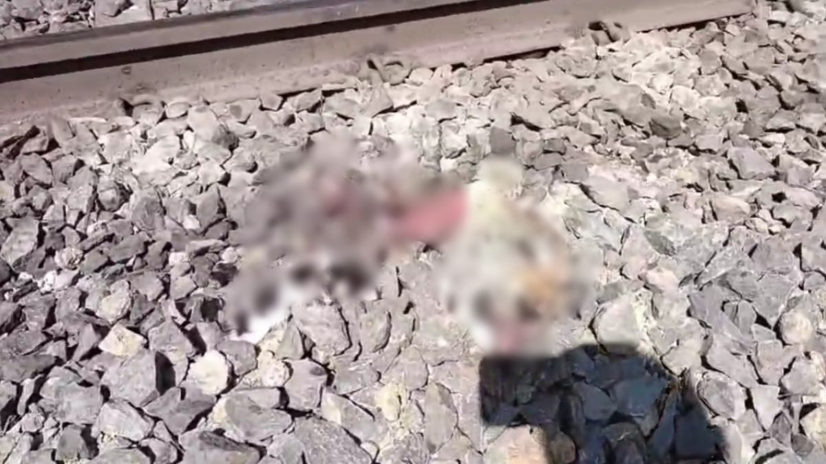 ट्रेन की चपेट में आने से तेंदुए की मौत: रेलवे ट्रैक पर मिला शव, वन विभाग ने किया मौके का निरीक्षण 