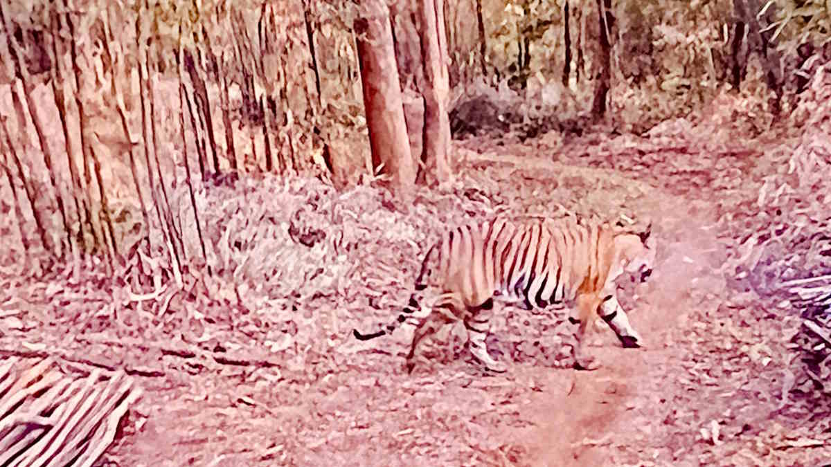 खैरागढ़ के जंगल में बाघ की दस्तक, वन विभाग ने लोगों को जंगल में अनावश्यक घूमने से किया मना…