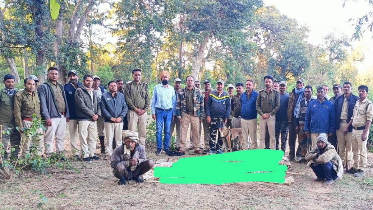 Bandhavgarh Tiger Reserve: खेत में बिछाए करंट से बाघ की मौत, जमीन में दफनाया था शव, दो शिकारी गिरफ्तार 