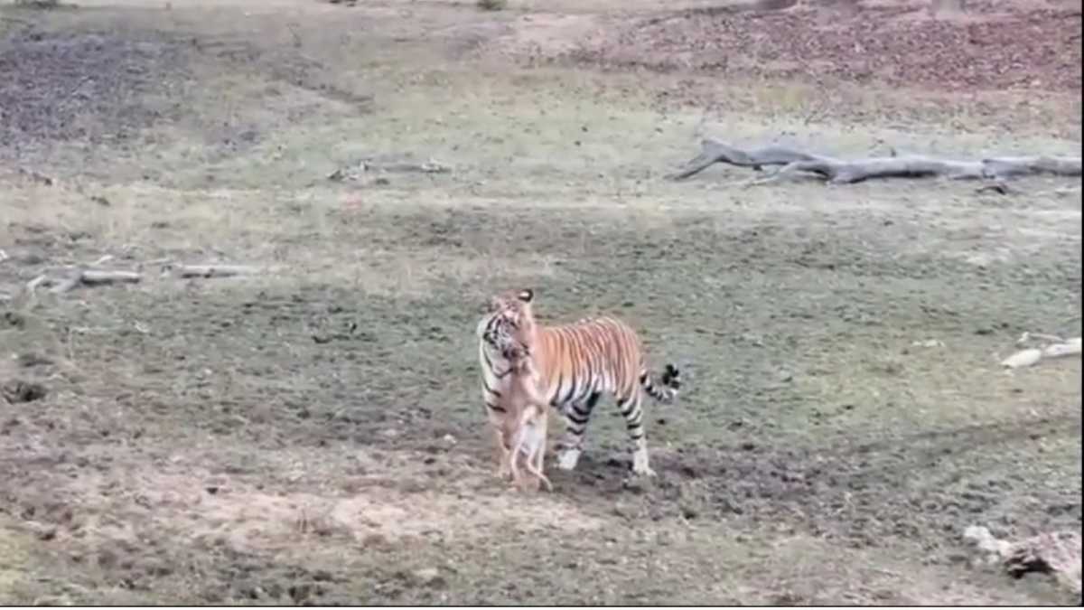 कैमरे में कैद हुआ बाघ का LIVE शिकार, नजारा देख थम गई पर्यटकों की सांसें, देखें Video