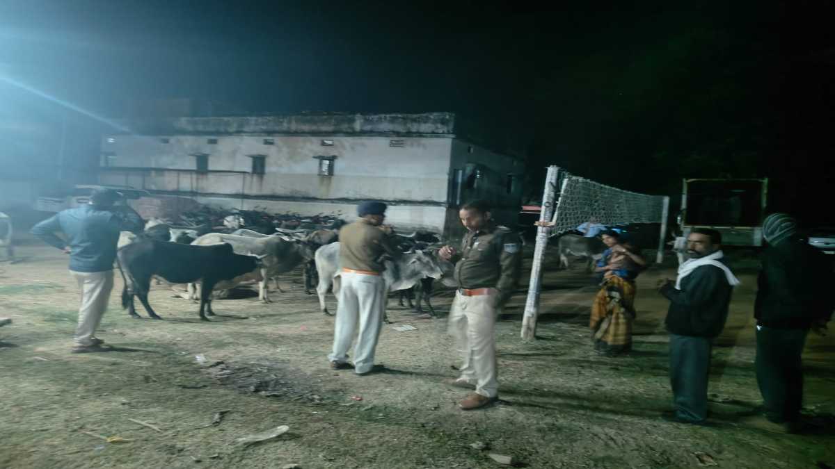 देर रात पुलिस की बड़ी कार्रवाई: 31 मवेशियों को तस्कर के चंगुल से कराया मुक्त, क्रूरता पूर्वक मारते-पीटते ले जा रहा युवक गिरफ्तार