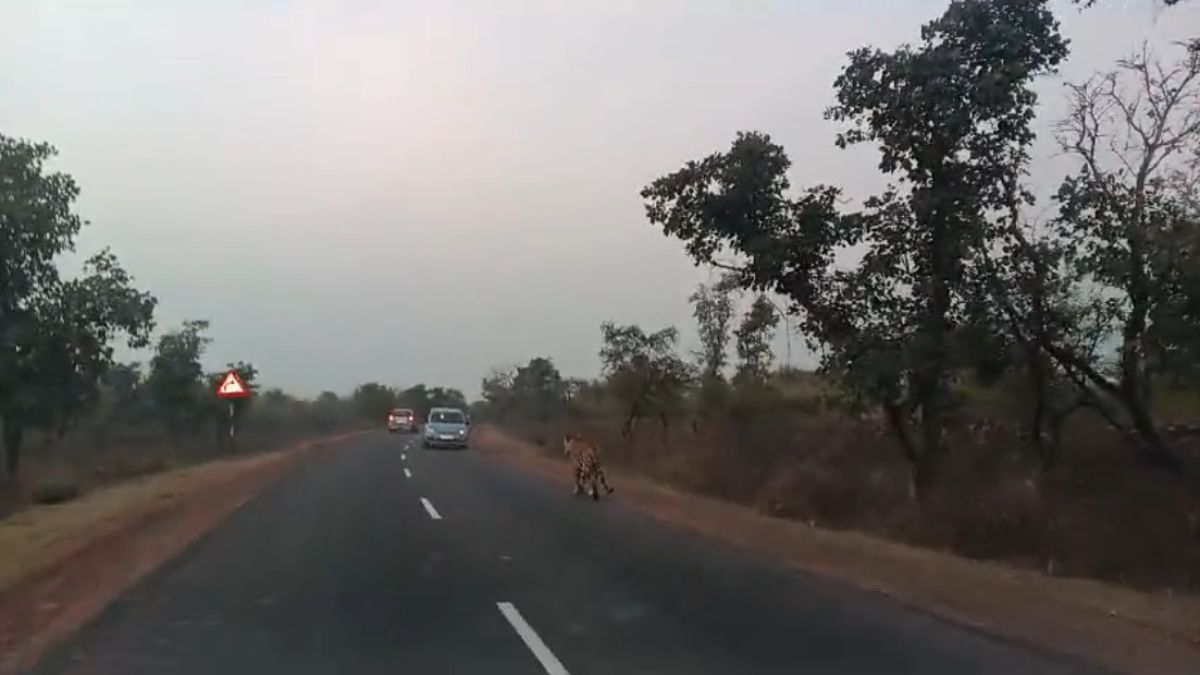 पन्ना टाइगर रिजर्व: राहगीरों को चहलकदमी करते दिखा बाघ, वीडियो बनाकर किया वायरल