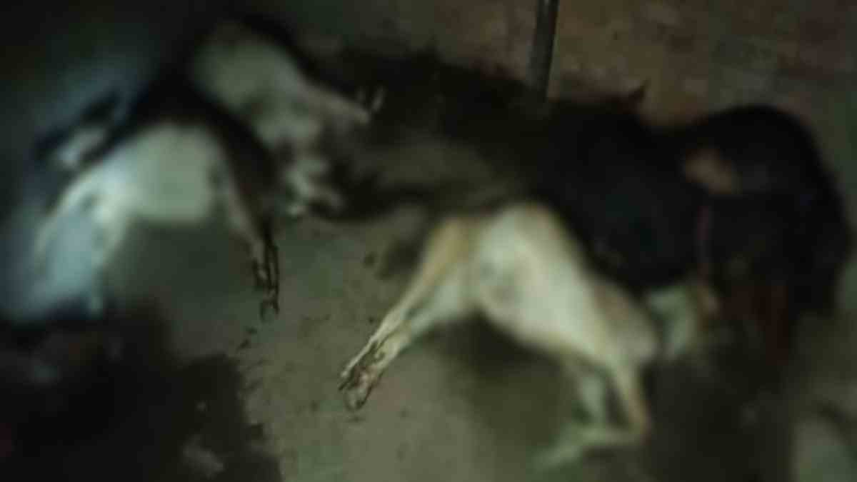 एक साथ 8 मवेशियों की मौत से मचा हड़कंप: जहरीला पदार्थ खाने की आशंका, जांच में जुटी पुलिस