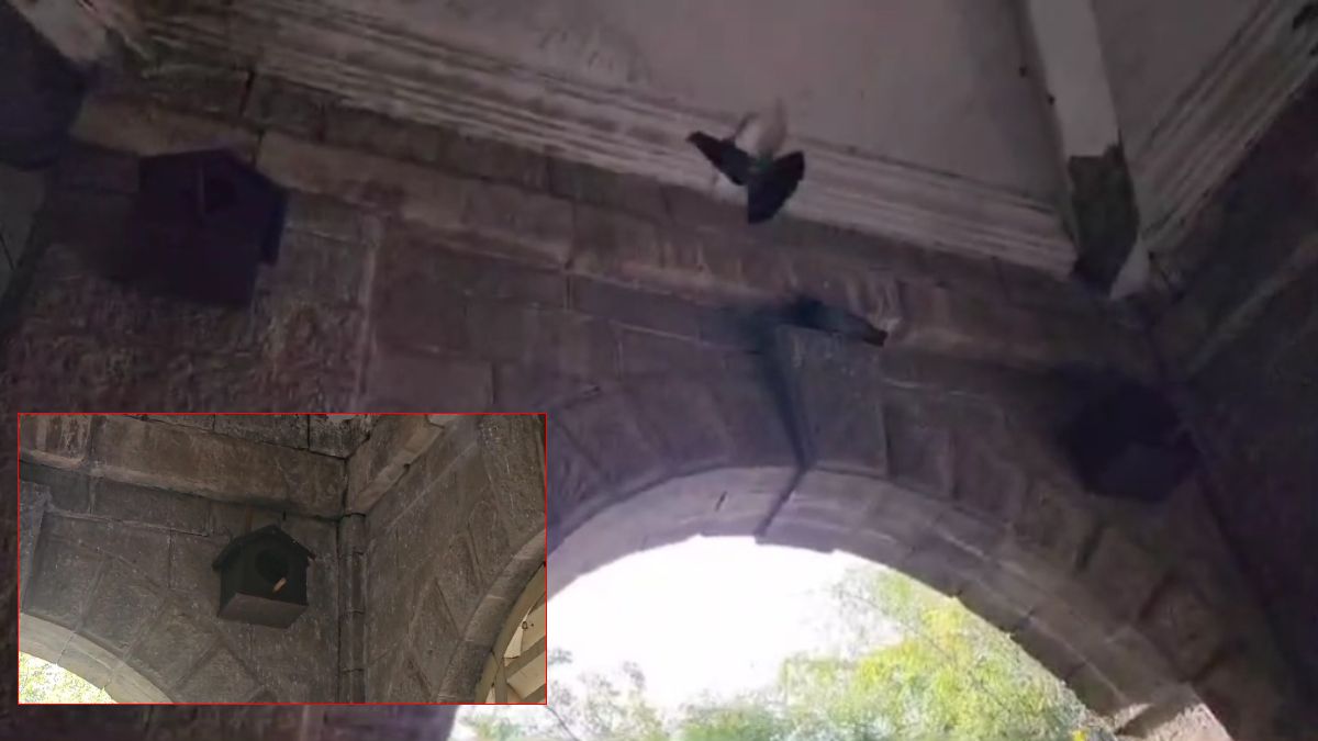 कैबिनेट मंत्री और कलेक्टर ने पेश की दरियादिली की अनूठी मिसाल: बेजुबान कबूतरों को कलेक्ट्रेट में मिला आशियाना, 100 से भी ज्यादा बनाया ‘Pigeon House’