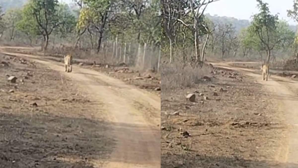 Ratapani Tiger Reserve: पर्यटकों को हुआ टाइगर का दीदार, नजारा देख रोमांचित हुए सैलानी