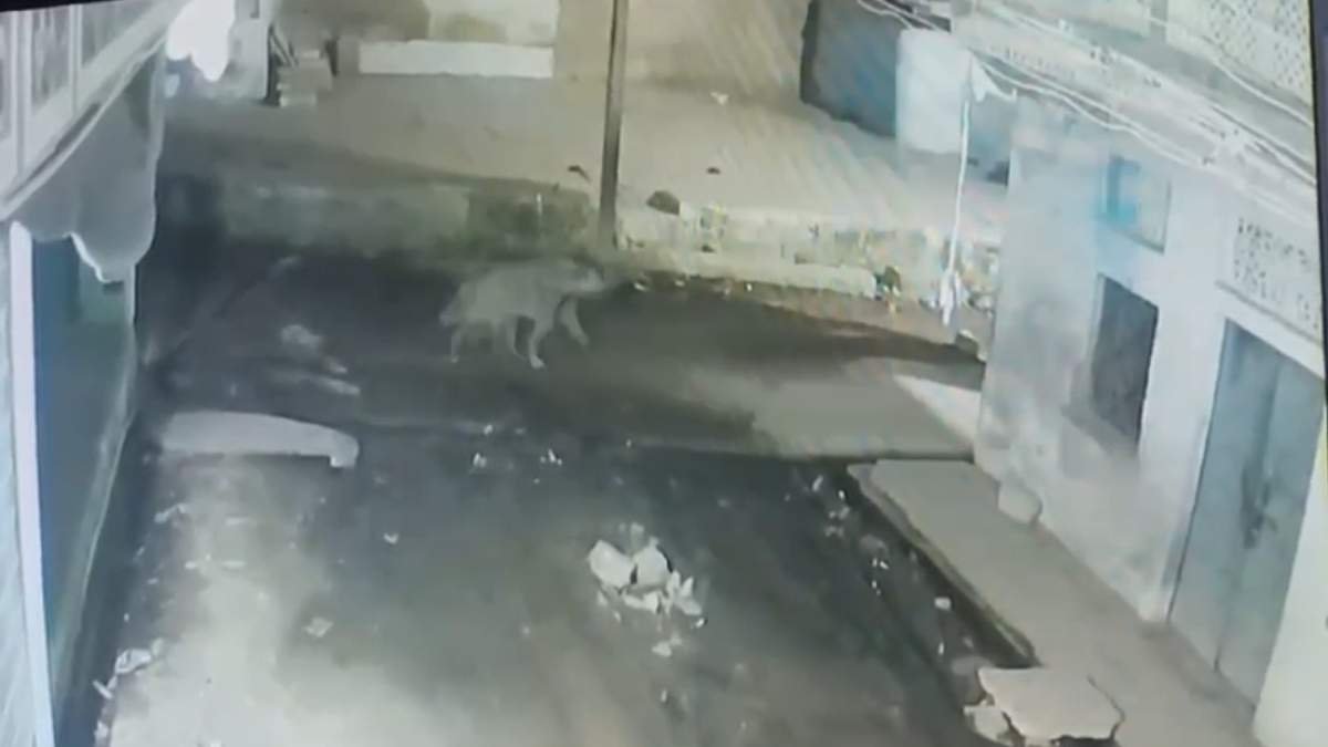 सावधान! इस क्षेत्र में ‘लकड़बग्घा’ का मूवमेंट, CCTV में हुआ कैद, ग्रामीणों में दहशत