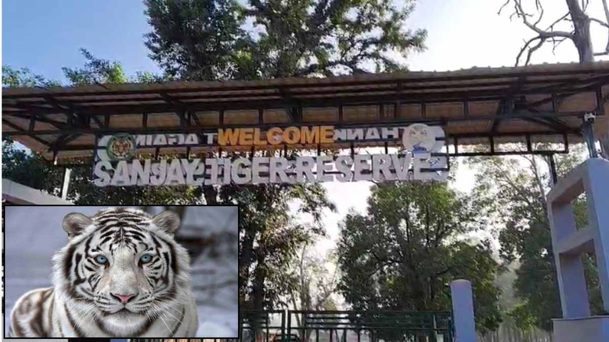 सफेद शेर की पहचान से मोहताज सीधी: कुसमी टाइगर रिजर्व में फिर उठी शेर लाने की मांग, सांसद ने सदन में मुद्दा उठाने की कही बात