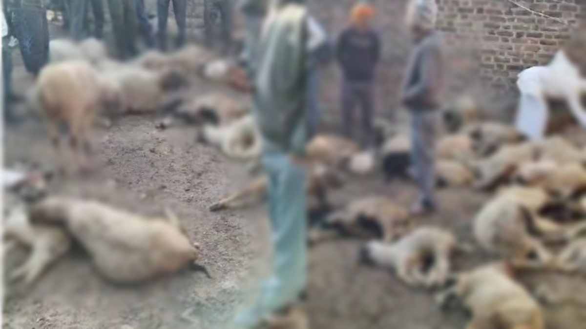 आवारा कुत्तों का आतंक: 24 भेड़ों पर हमला कर उतारा मौत के घाट, ग्रामीणों में दशहत