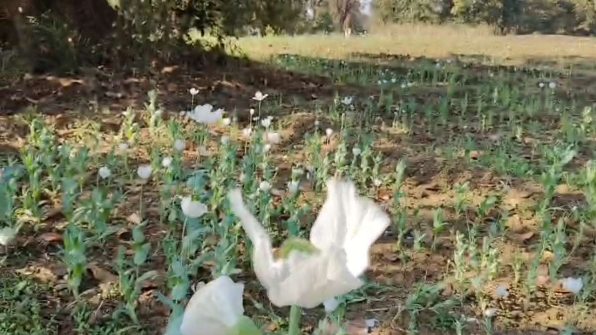 अवैध अफीम की बड़ी खेप का भंडाफोड़: खेत मालिक को हिरासत में लेकर पूछताछ में जुटी पुलिस, मुख्य आरोपी की तलाश जारी