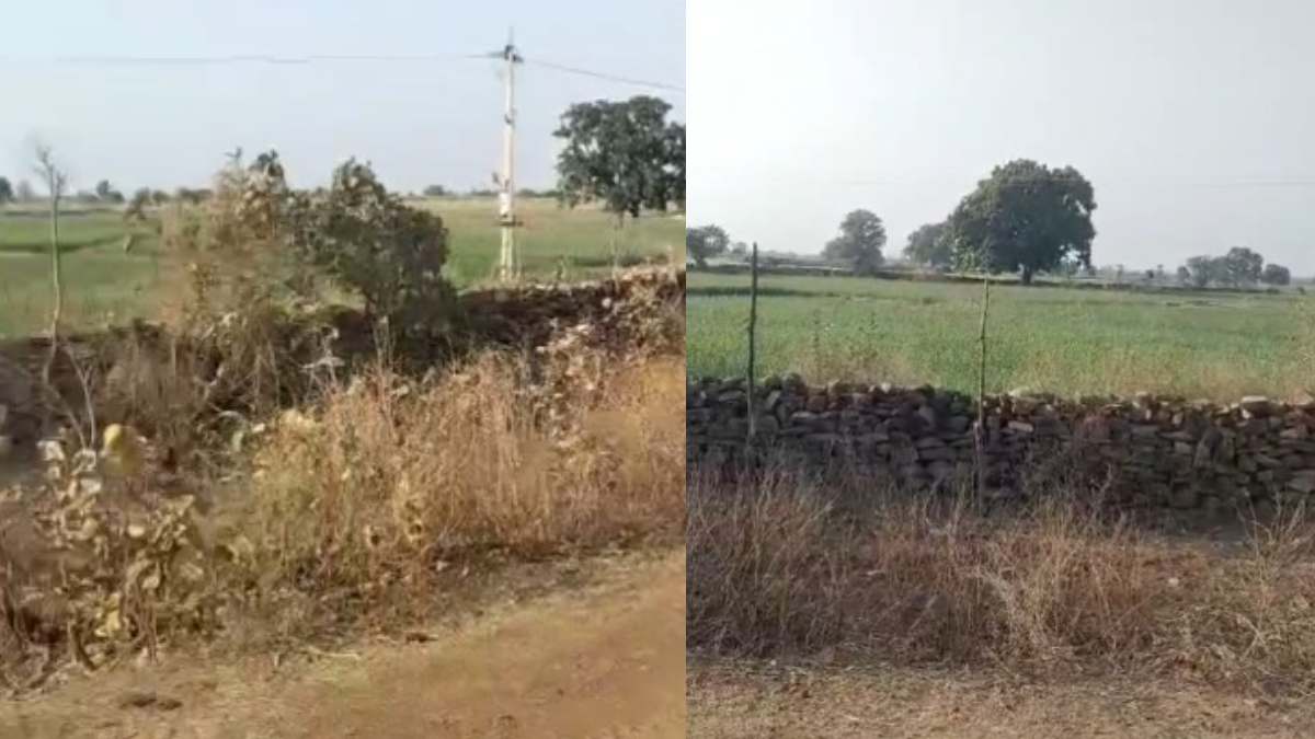 कूनो से फिर फरार हुआ चिता: खेतों में पहुंचा, ग्रामीणों में दहशत