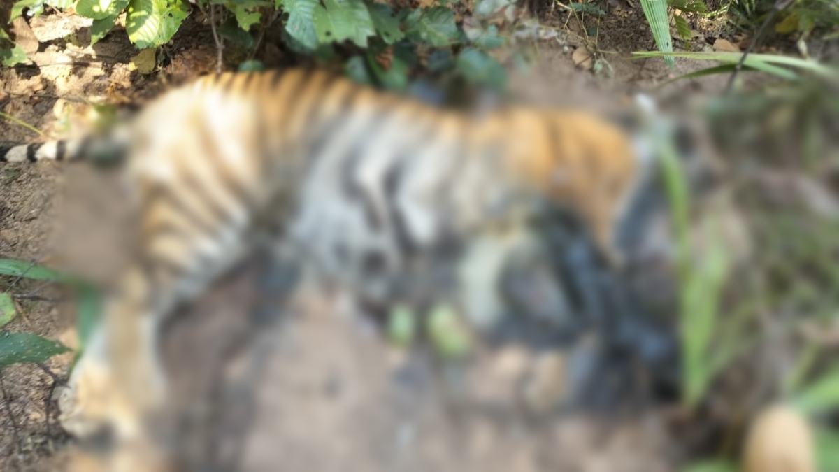 कान्हा नेशनल पार्क में बाघिन की मौत, शरीर पर मिले गहरे घाव, वर्चस्व की लड़ाई में गई जान