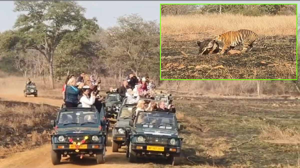 Panna Tiger Reserve: सैकड़ों पर्यटकों के सामने बाघ ने किया बैल का शिकार, Video वायरल