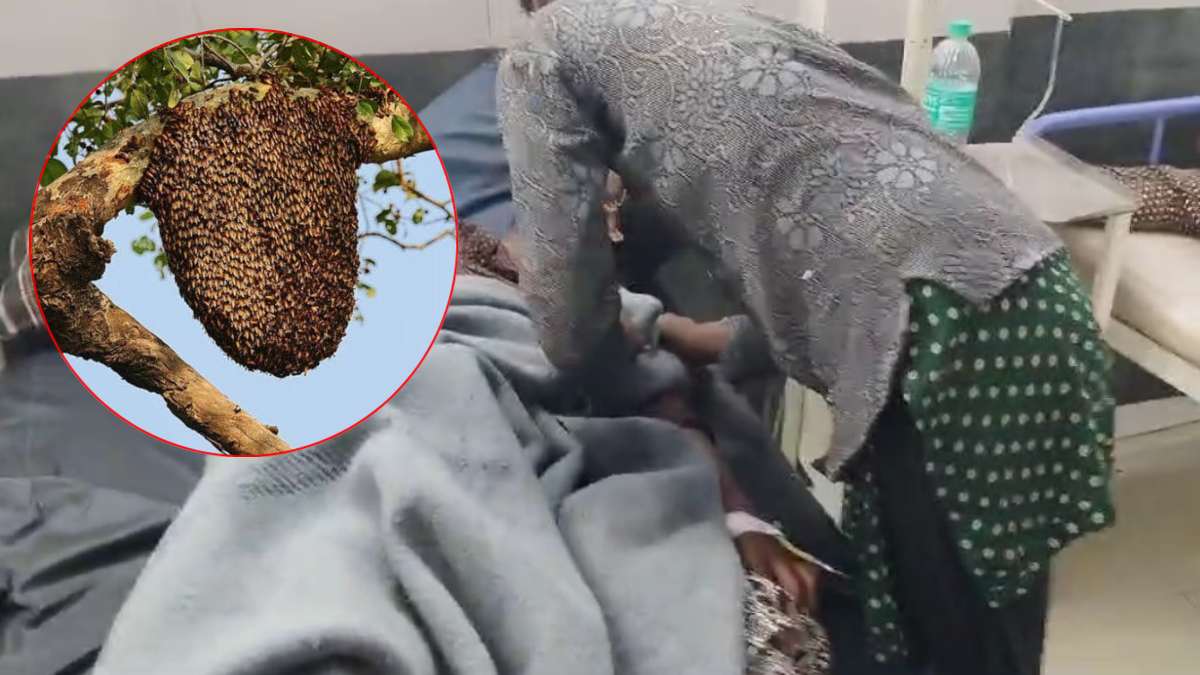 भेड़ चरा रहे लोगों पर मधुमक्खियों ने किया हमला, 7 लोग घायल, 5 की हालत गंभीर